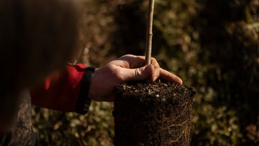 A rooted black poplar tree cutting is held up by a person before being planted